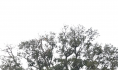 Potature e abbattimenti. Alberi monumentali