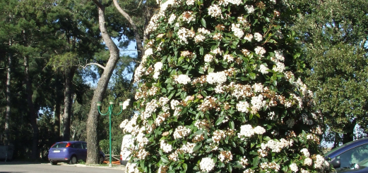 Fioritura viburno (primavera 2009)