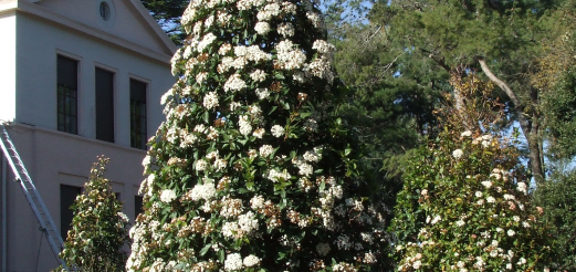 Fioritura viburno (primavera 2009)