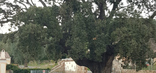 Leccio monumentale a Trudda