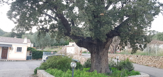 Leccio monumentale a Trudda