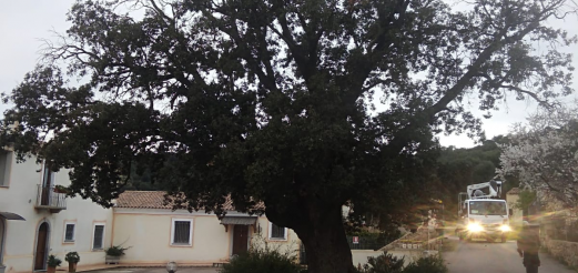 Leccio monumentale a Trudda
