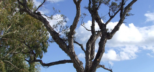 sughera potata dal secco ad inizio marzo