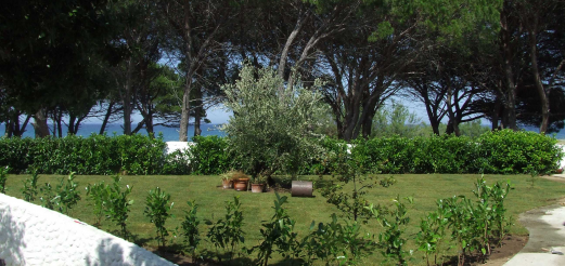 Prima bagnatura