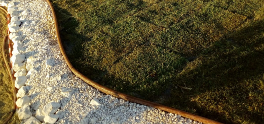 posa Paspalum vaginatum